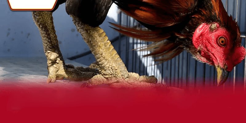 Kỹ thuật phân tích cấu trúc cựa sắt và phân loại dải đòn đánh hiểm hóc